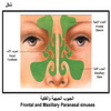    Frontal and Maxillary Paranasal sinuses