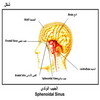   Sphenoidal Sinus
