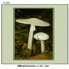   (Mushroom)