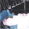         Sleeping Beauty